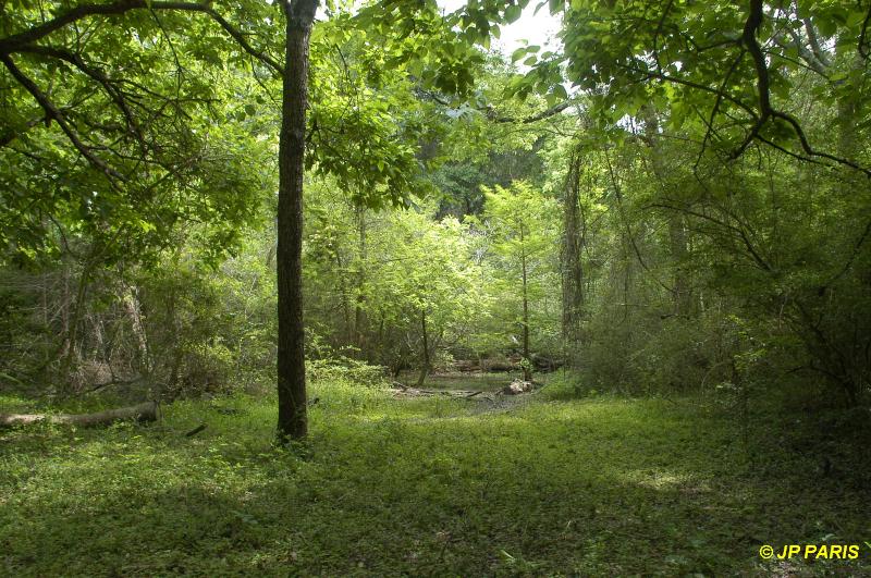 Boy Scout Woods